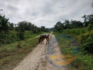 Terreno no bairro Santa Ana, Pós Linha